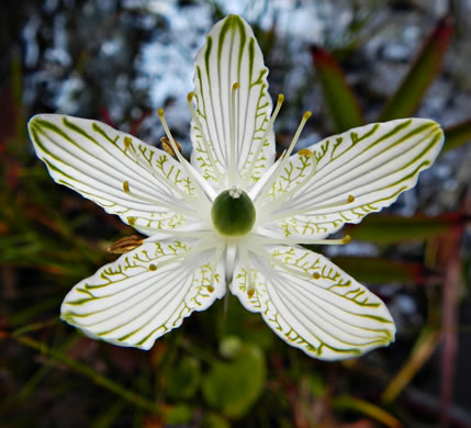 image of Parnassia grandifolia, Bigleaf Grass-of-Parnassus, Limeseep Parnassia