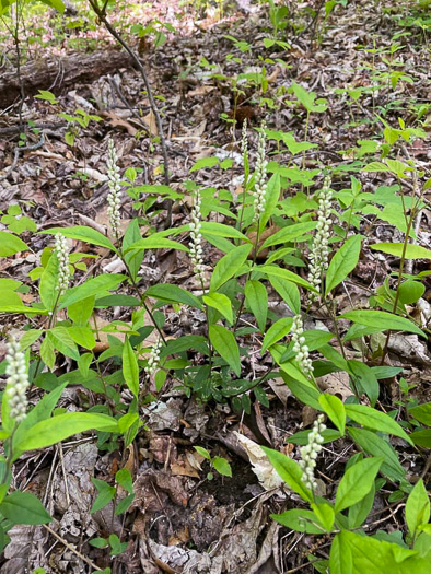 image of Polygala senega +, Seneca Snakeroot