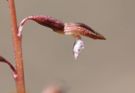 image of Corallorhiza wisteriana, Spring Coralroot, Wister's Coralroot