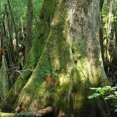 image of Taxodium distichum, Bald Cypress