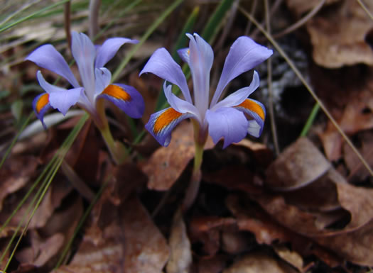 image of Iris verna var. verna, Coastal Plain Dwarf Iris, Sandhill Iris, Coastal Plain Violet Iris