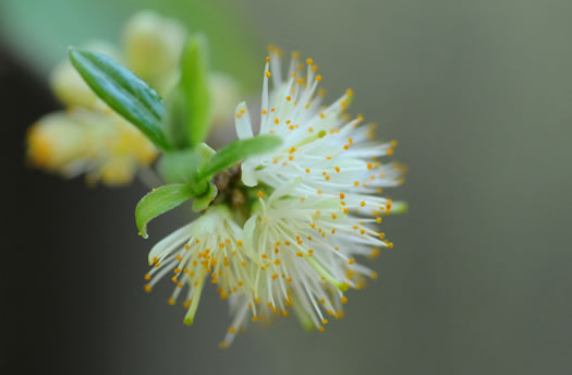 image of Symplocos tinctoria, Horsesugar, Sweetleaf, Dyebush