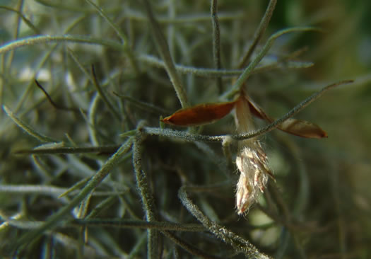 image of Tillandsia usneoides, Spanish-moss, Long-moss