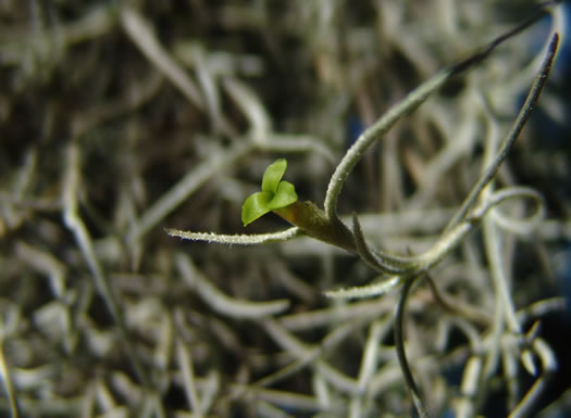 image of Tillandsia usneoides, Spanish-moss, Long-moss