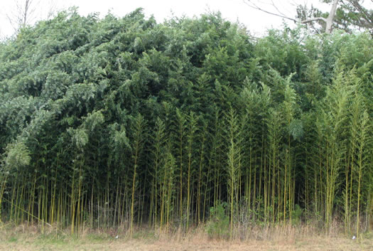 image of Phyllostachys aurea, Golden Bamboo, Fishpole Bamboo