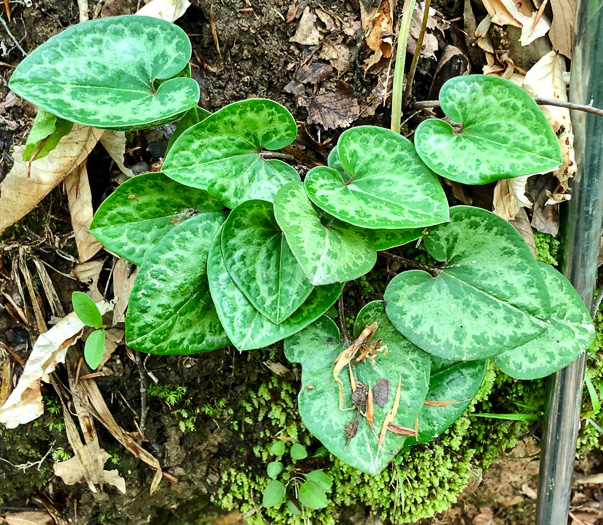 image of Hexastylis minor, Little Heartleaf, Small Heartleaf Ginger