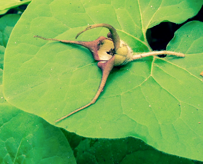 image of Asarum acuminatum, Acuminate Wild Ginger