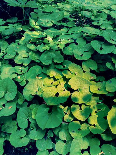 image of Asarum acuminatum, Acuminate Wild Ginger