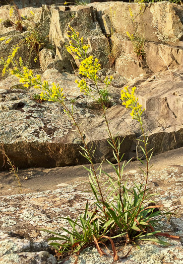 image of Solidago plumosa, Yadkin River Goldenrod