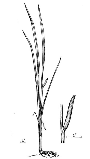 image of Acorus calamus, European Sweetflag, European Calamus