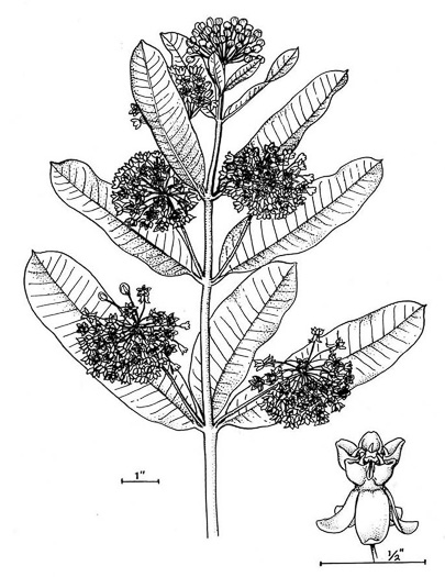 image of Asclepias syriaca, Common Milkweed