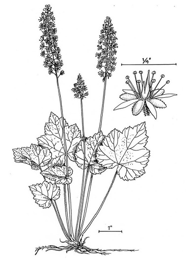 image of Tiarella austrina, Escarpment Foamflower, Southern Foamflower