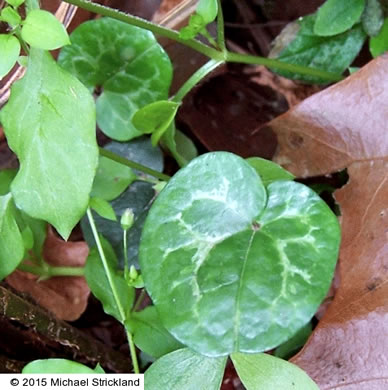 image of Hexastylis harperi, Harper's Heartleaf