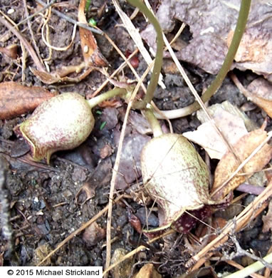 image of Hexastylis harperi, Harper's Heartleaf