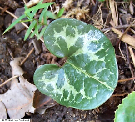 image of Hexastylis harperi, Harper's Heartleaf