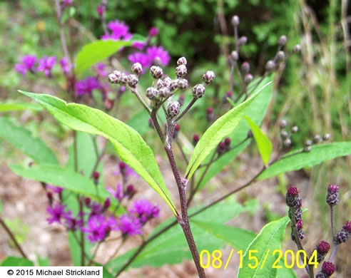 image of Vernonia gigantea, Tall Ironweed, Common Ironweed, Giant Ironweed