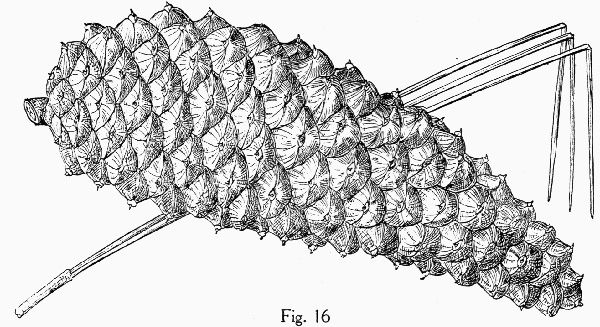 image of Pinus palustris, Longleaf Pine, Southern Pine