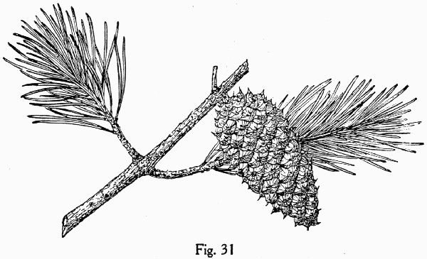 image of Pinus virginiana, Virginia Pine, Scrub Pine, Jersey Pine, Possum Pine