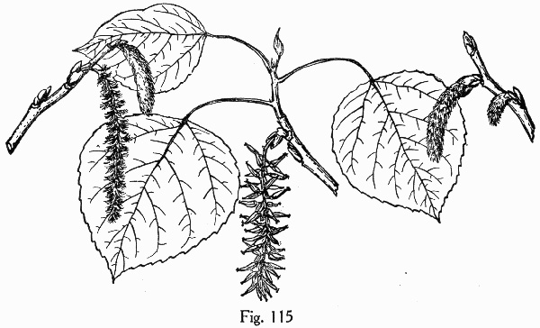 image of Populus tremuloides, Quaking Aspen