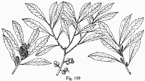 image of Morella cerifera, Common Wax-myrtle, Southern Bayberry