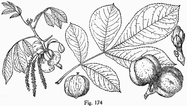 image of Carya ovata, Common Shagbark Hickory