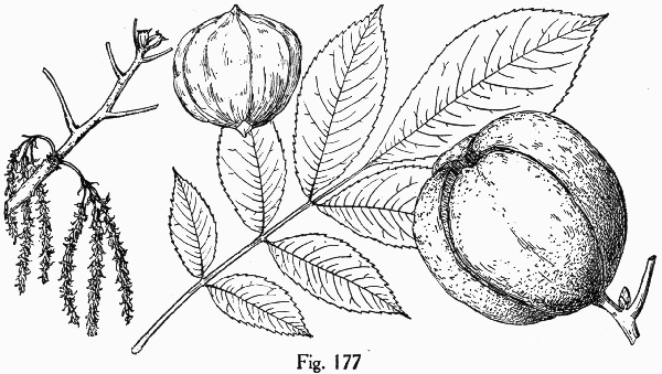 image of Carya laciniosa, Big Shellbark Hickory, Kingnut Hickory