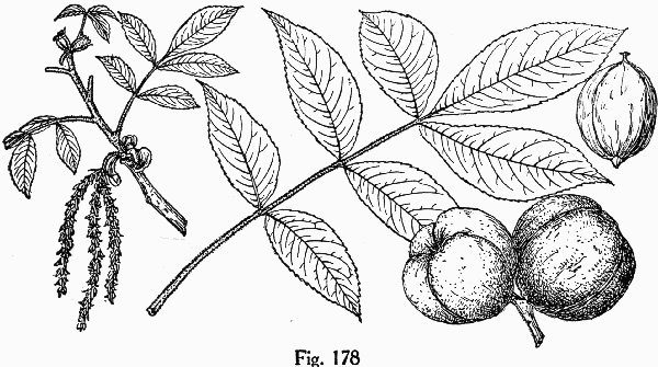 image of Carya tomentosa, Mockernut Hickory, White Hickory