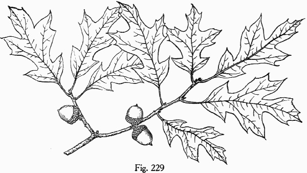 image of Quercus georgiana, Georgia Oak