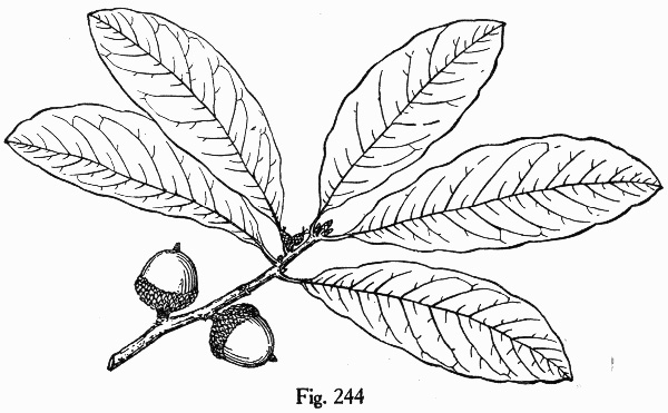 image of Quercus imbricaria, Shingle Oak