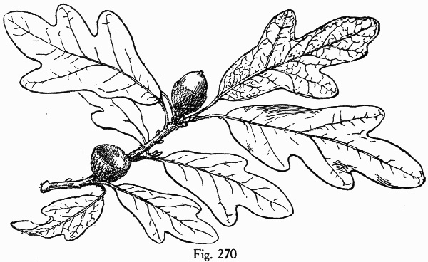 image of Quercus margaretiae, Sand Post Oak, Scrub Post Oak, Margaret's Oak