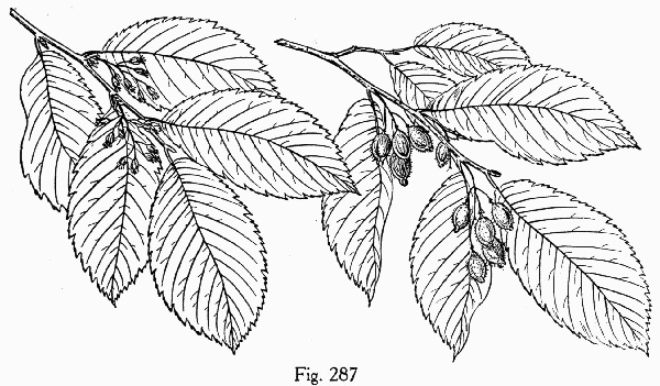 image of Ulmus serotina, September Elm, Rock Elm