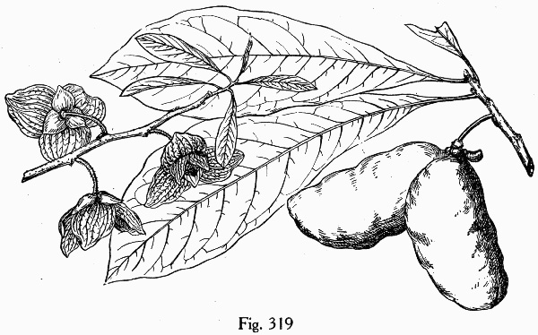 image of Asimina triloba, Common Pawpaw, Indian-banana