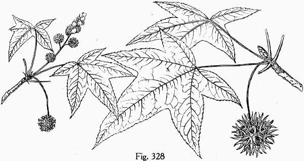 image of Liquidambar styraciflua, Sweetgum