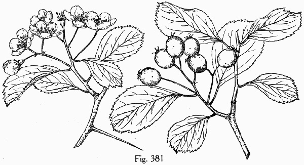 image of Crataegus collina, Hillside Hawthorn