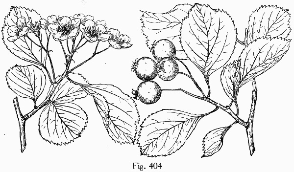 image of Crataegus viridis, Green Hawthorn, Greenhaw