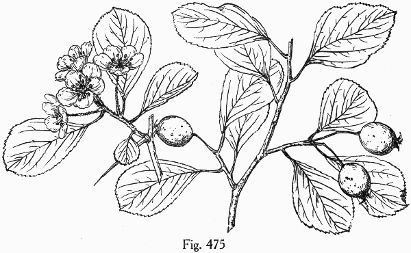 image of Crataegus sororia, Sister Hawthorn