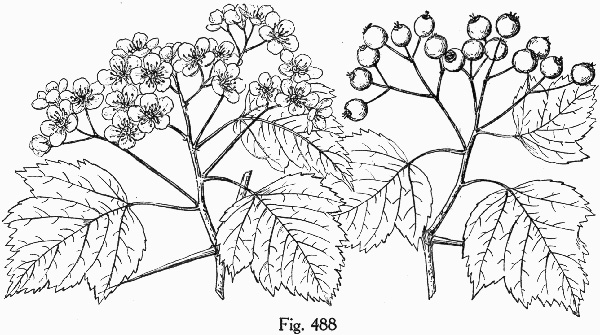 image of Crataegus phaenopyrum, Washington Hawthorn, Virginia Hawthorn