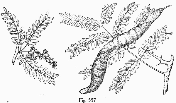 image of Gleditsia triacanthos, Honey Locust