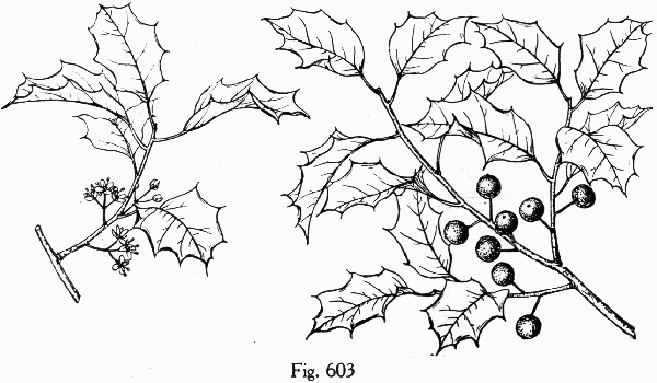 image of Ilex opaca, American Holly, Christmas Holly