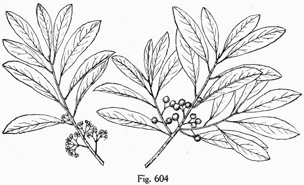 image of Ilex cassine, Dahoon, Cassena, Dahoon Holly