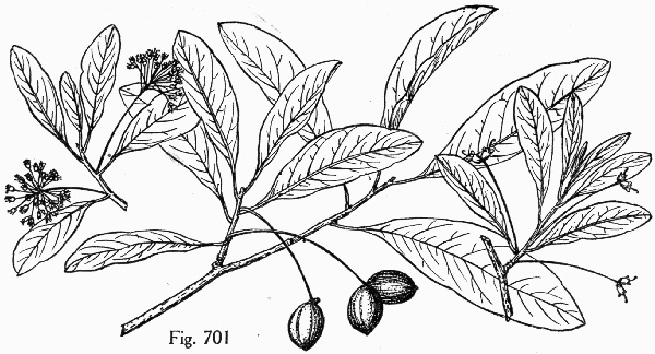 image of Nyssa biflora, Swamp Tupelo, Swamp Blackgum, Swamp Gum, Water Gum