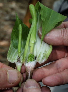 image of Arisaema triphyllum, Common Jack-in-the-Pulpit, Indian Turnip