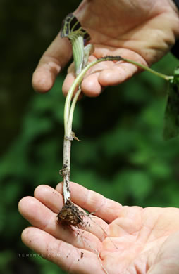 image of Arisaema triphyllum, Common Jack-in-the-Pulpit, Indian Turnip