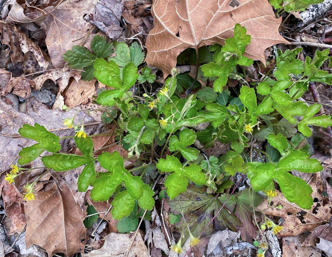 image of Waldsteinia lobata, Piedmont Barren Strawberry, Lobed Barren Strawberry