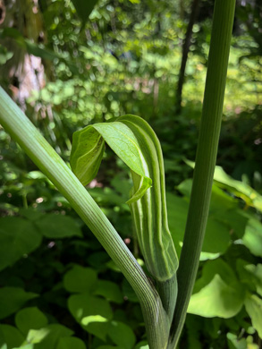 image of Arisaema stewardsonii, Bog Jack-in-the-pulpit, Northern Jack-in-the-pulpit