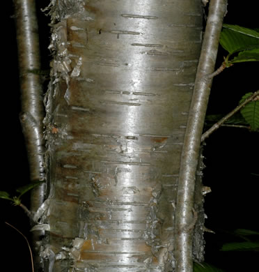 image of Betula alleghaniensis, Yellow Birch