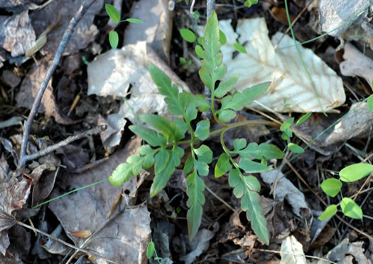 image of Sceptridium dissectum, Cutleaf Grapefern, Dissected Grapefern