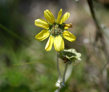 image of Berlandiera pumila var. pumila, Eastern Green-eyes