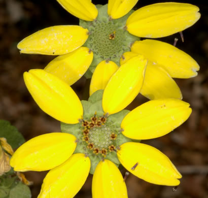 image of Berlandiera pumila var. pumila, Eastern Green-eyes