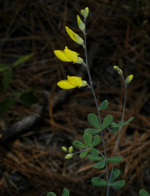 image of Baptisia tinctoria, Horsefly Weed, Yellow Wild Indigo, Yellow False-indigo, Rattleweed